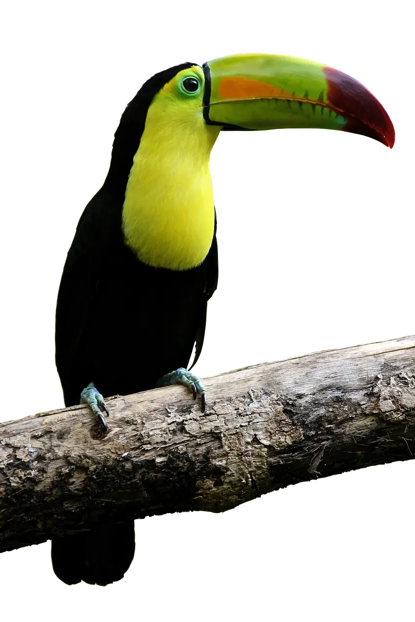 Yellow-Throated Toucan Perched on a Branch