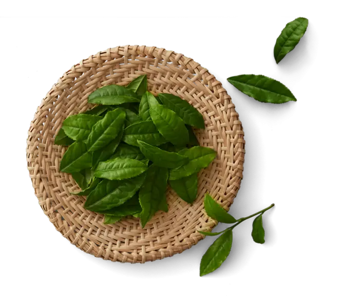 Fresh Green Leaves in Basket