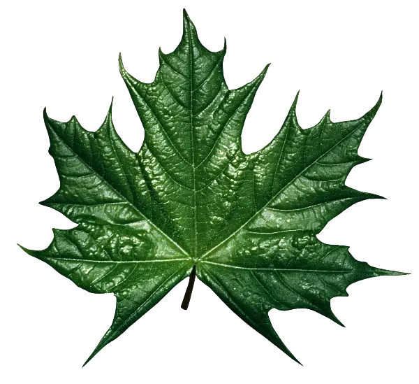 Beautiful Green Maple Leaf