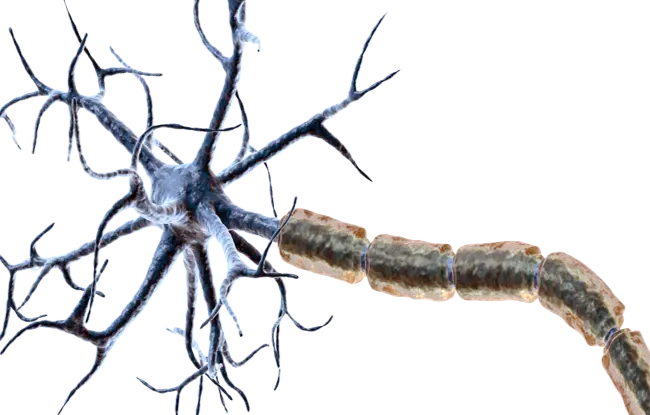 Detailed Neuron Illustration