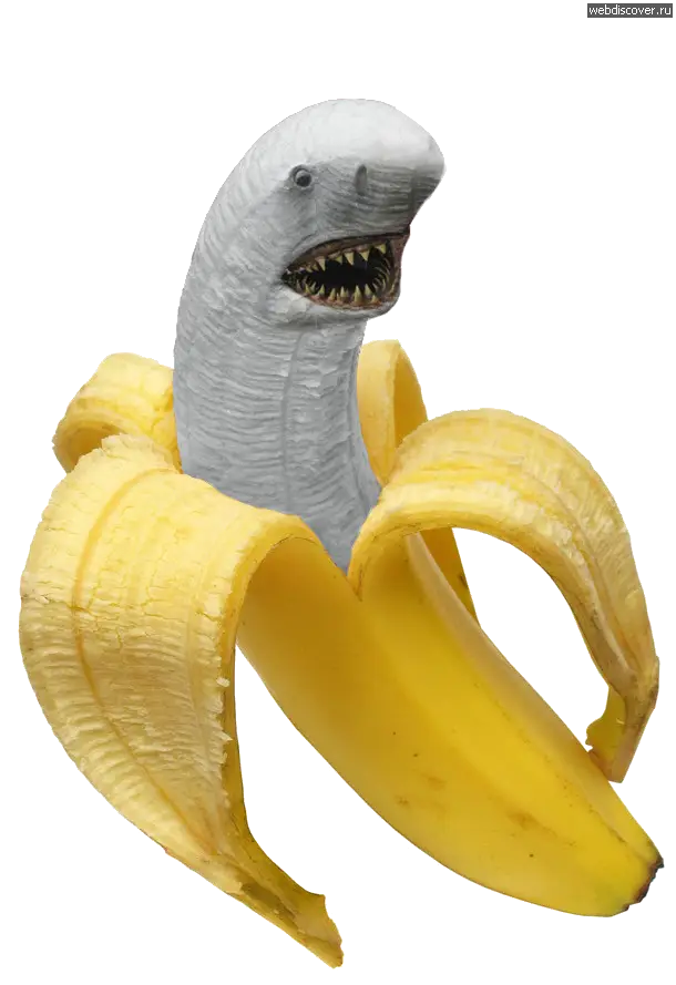 Shark Banana Hybrid Illustration