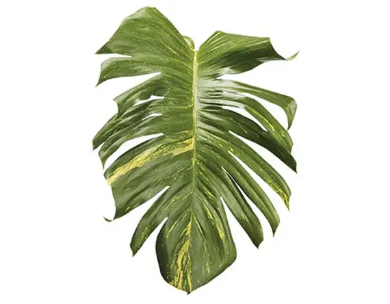 Monstera Leaf for Tropical Vibes