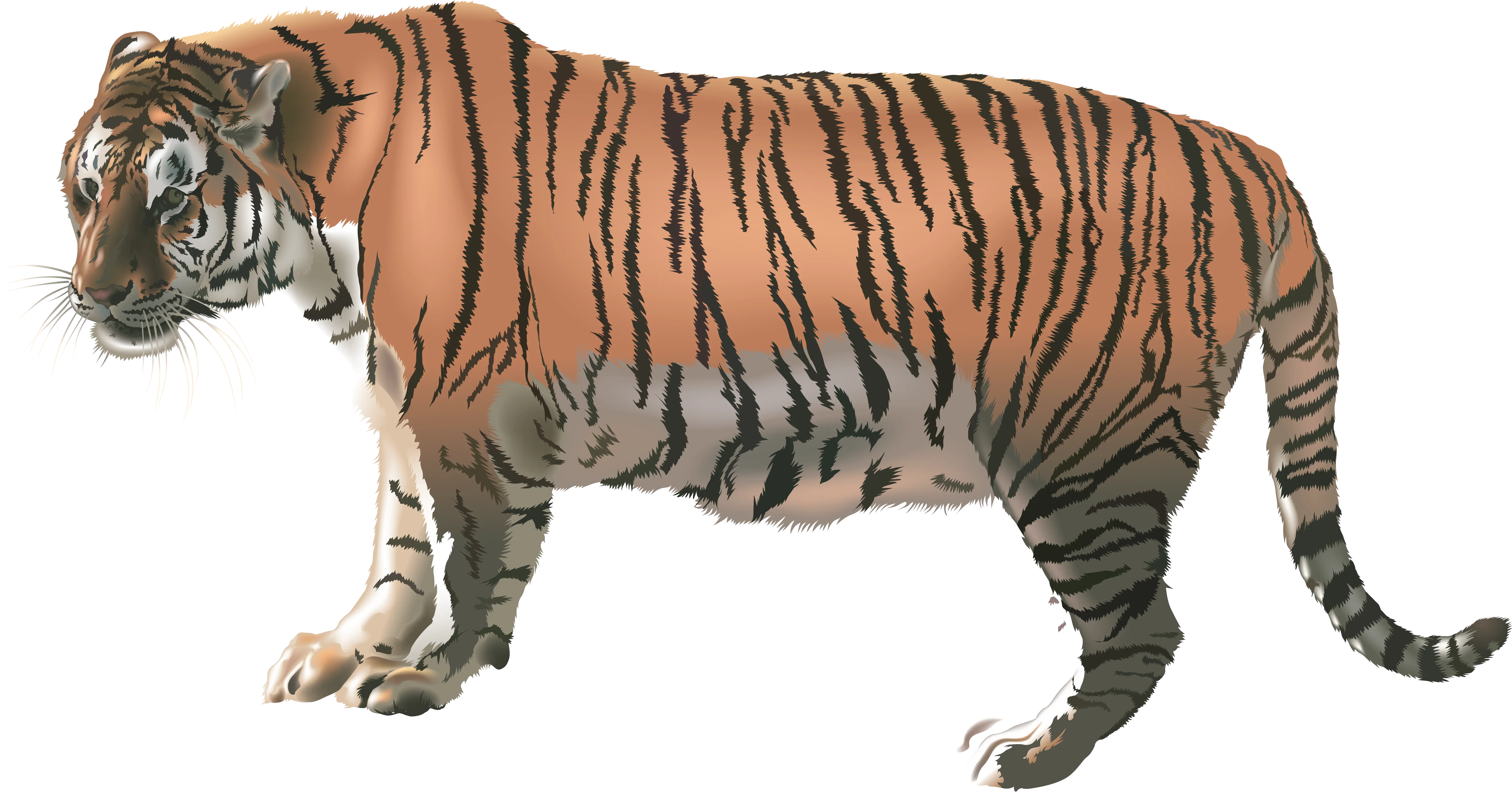 Wild Tiger in Jungle