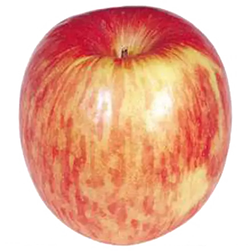 Fresh Red Apple with Yellow Streaks