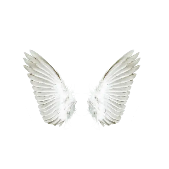 White Angel Wings