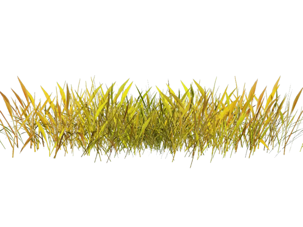 Yellow Grass Field