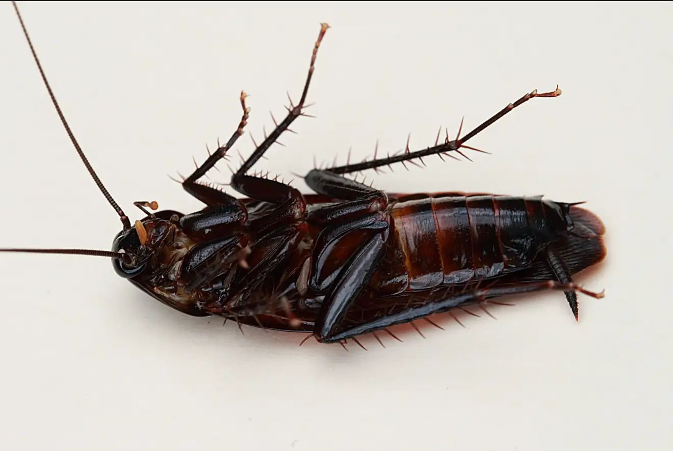 Dead Cockroach
