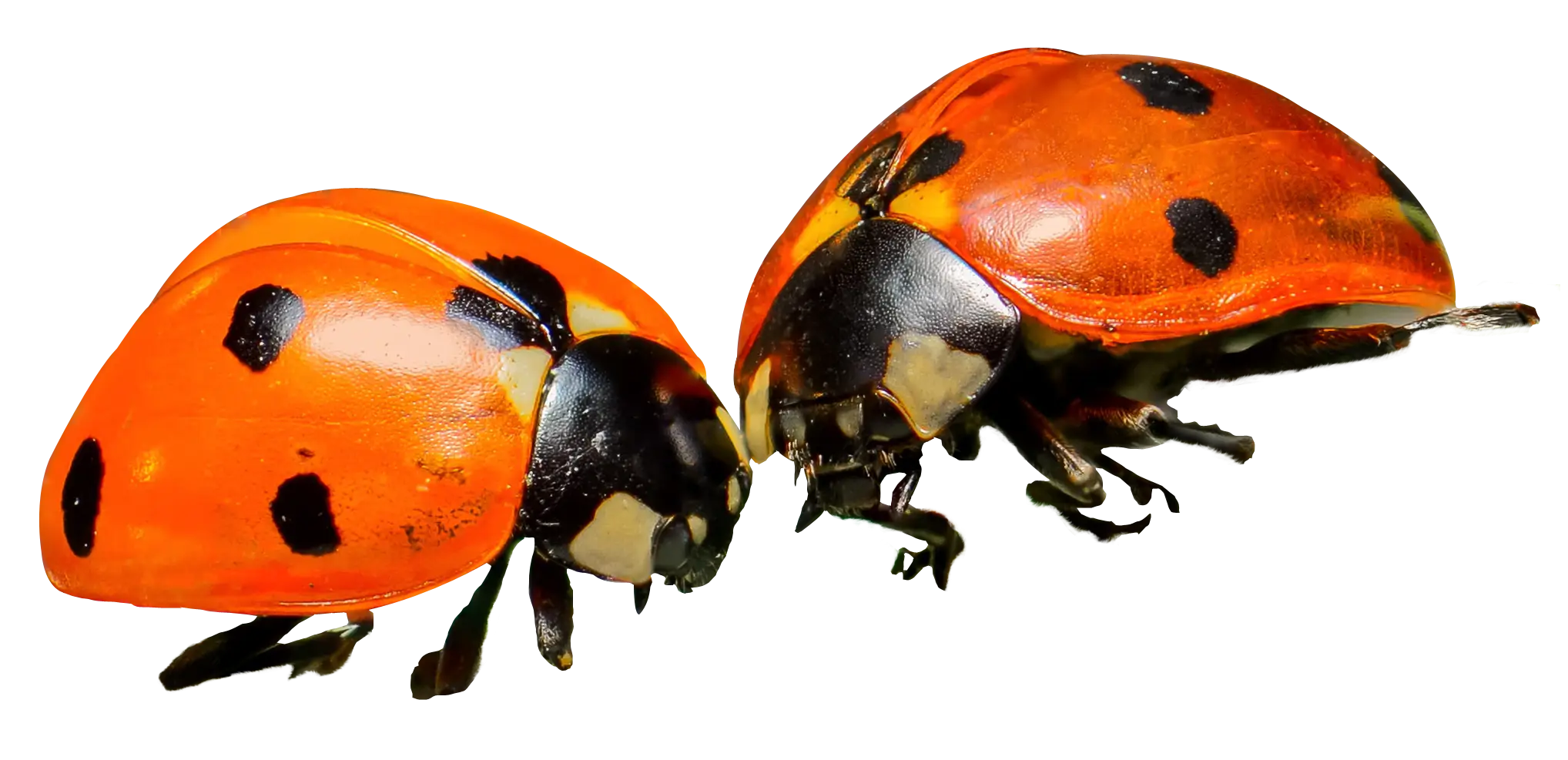 Pair of Red Ladybugs