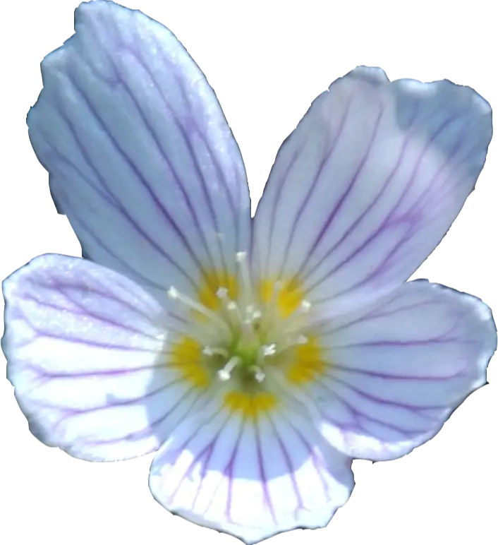 White Flower with Purple Stripes in Full Bloom