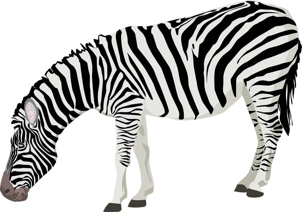 Zebra Illustration with Black and White Stripes