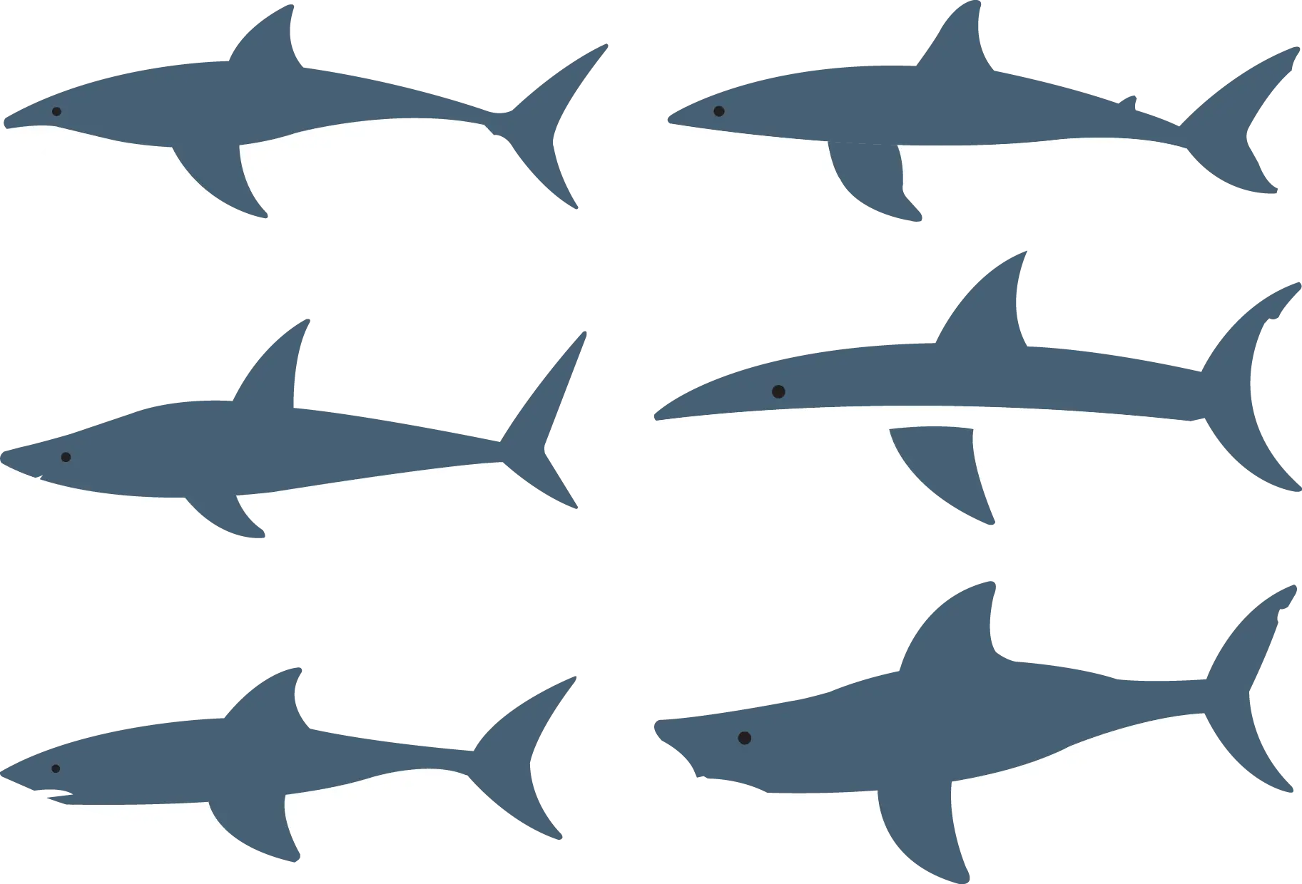 Silhouettes of Sharks