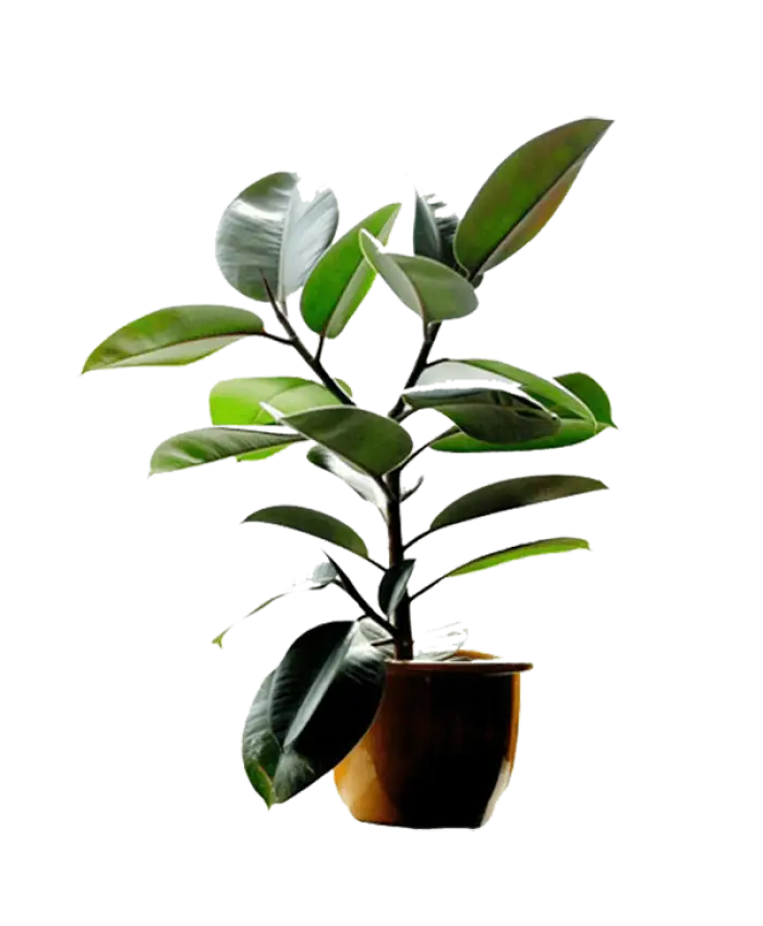 Indoor Potted Plant with Green Leaves