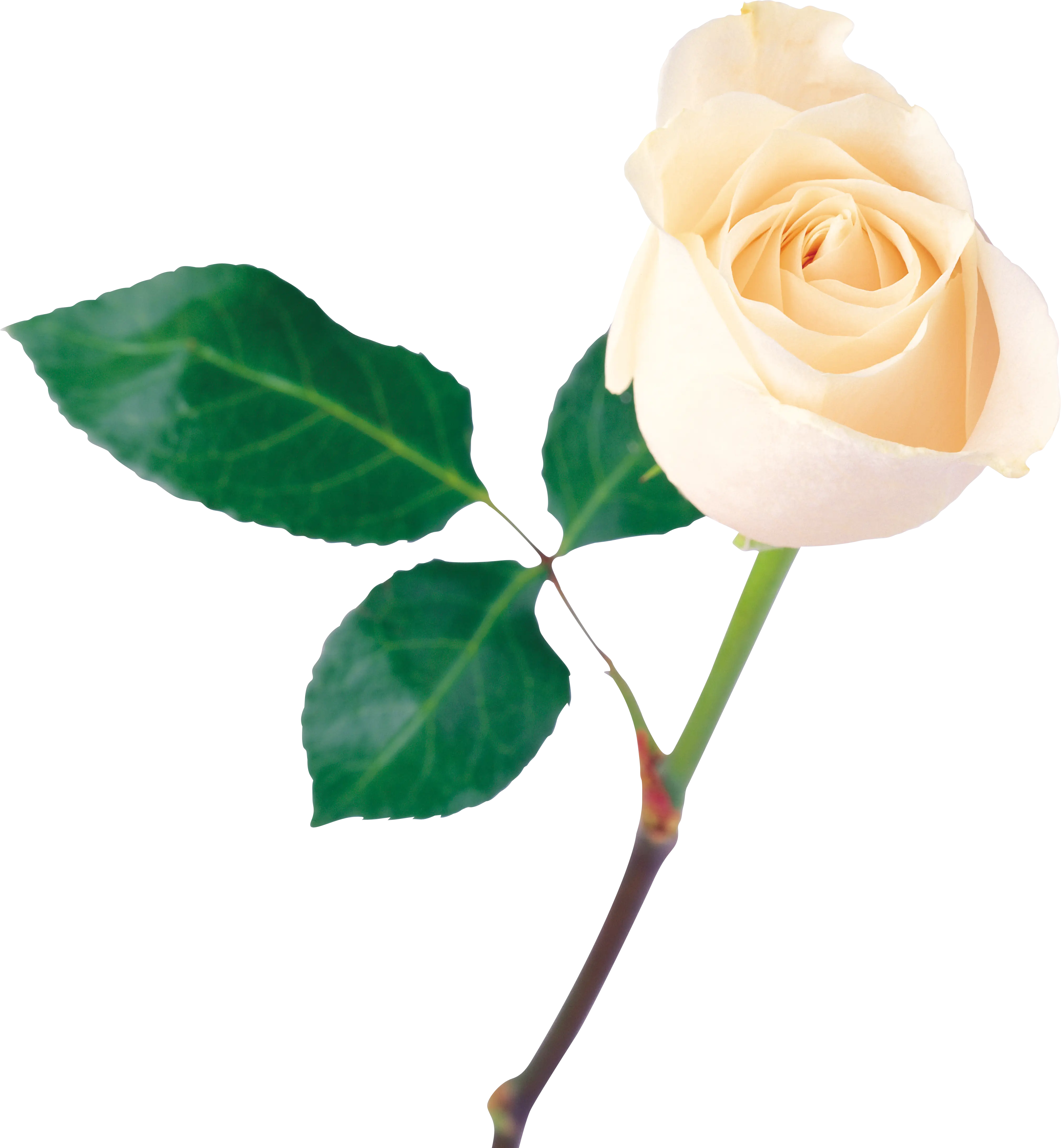 Single White Rose with Green Leaves