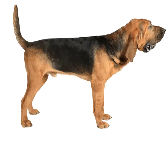 Brown Bloodhound Dog Standing in Profile
