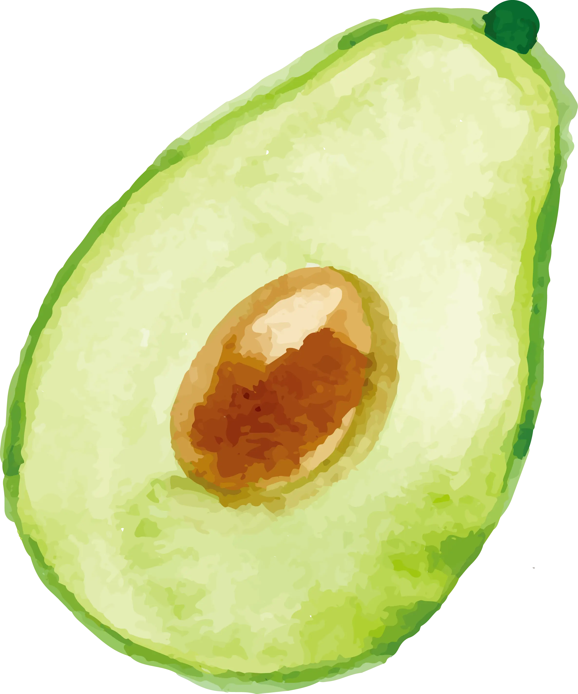 Half Avocado Illustration