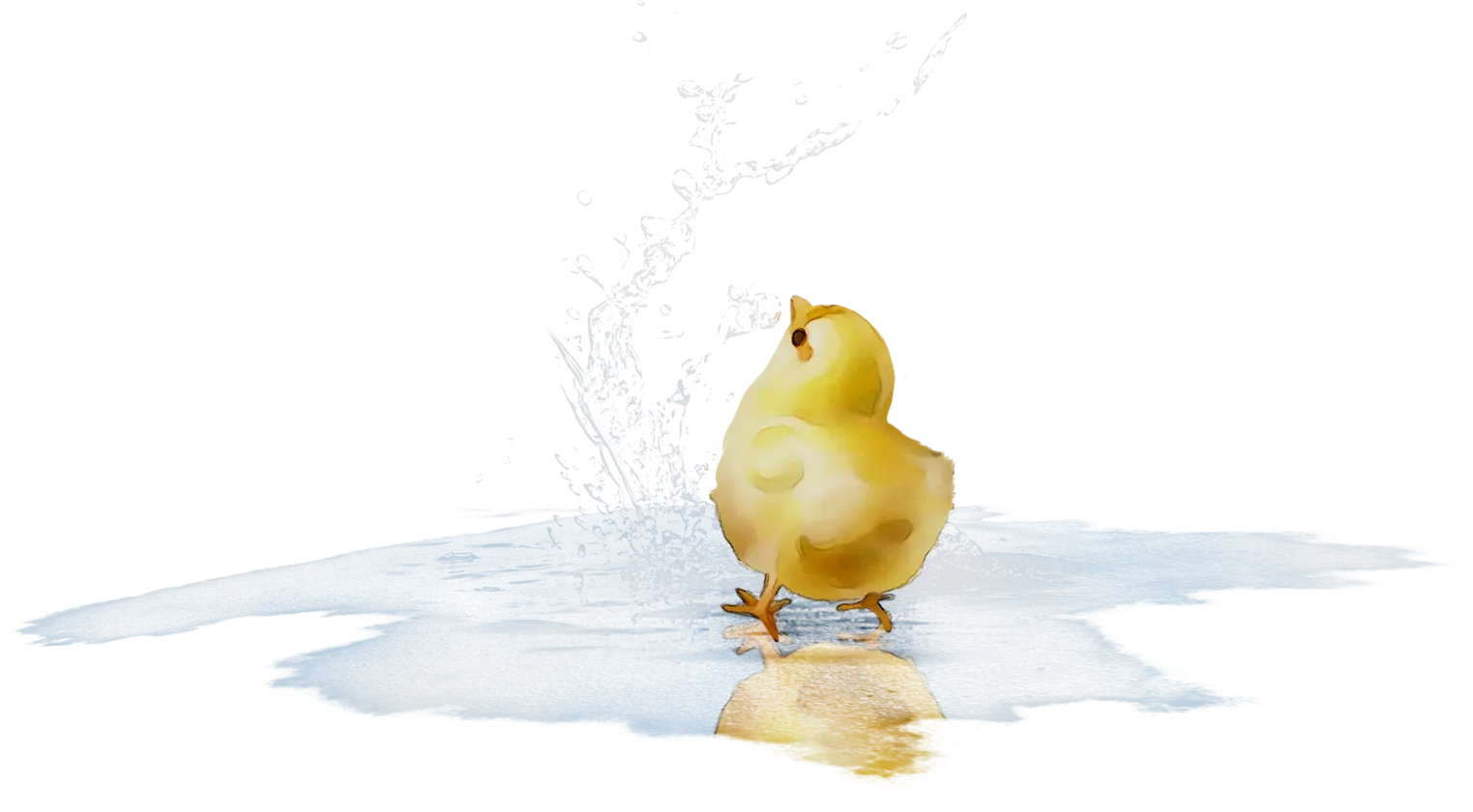 Adorable Yellow Chick with Water Reflection