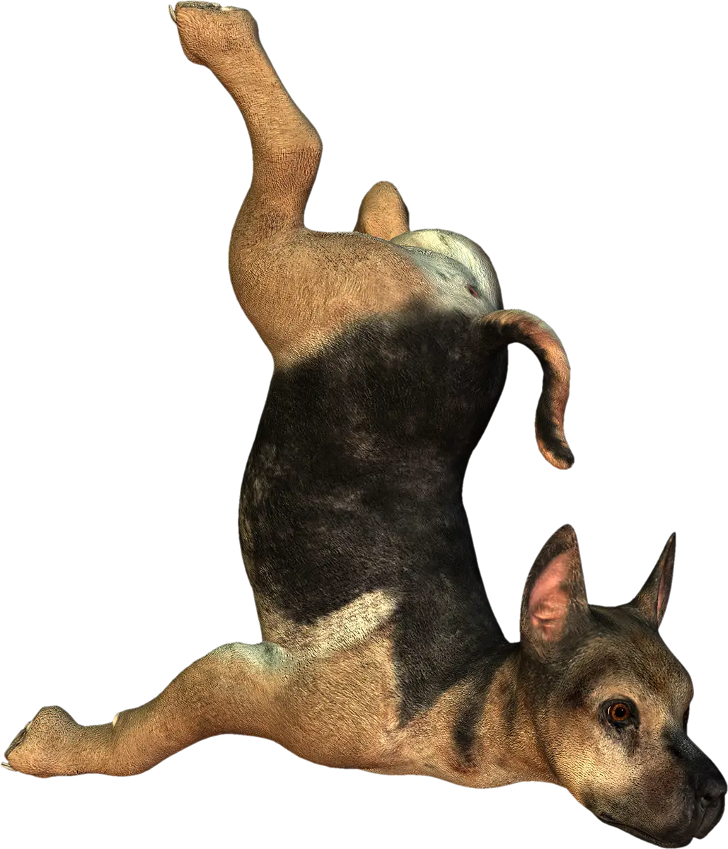 Playful Dog