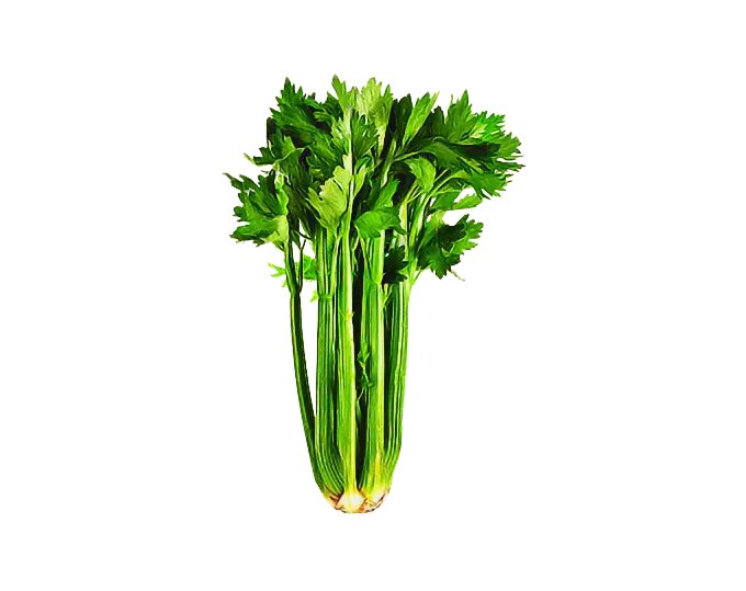Fresh Green Celery Stalks