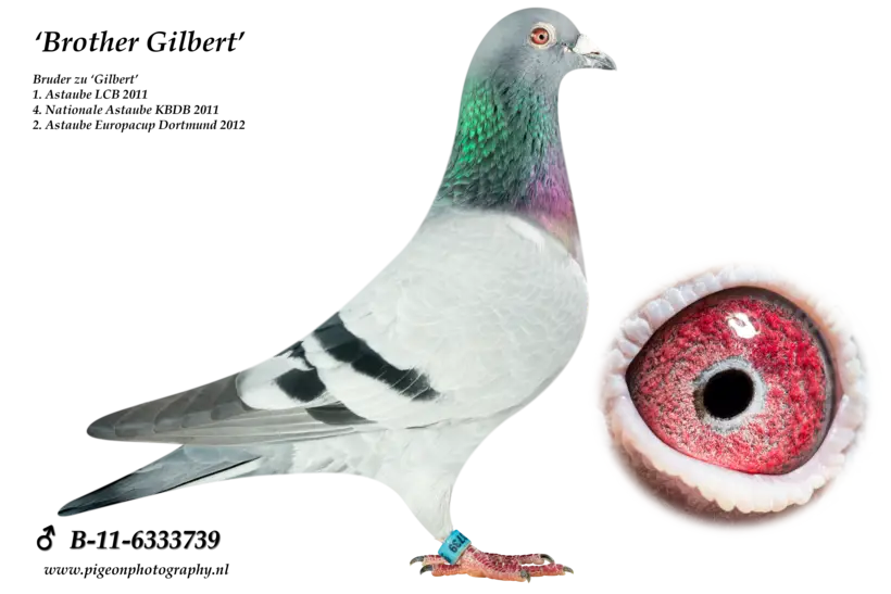 Pigeon with Distinct Red Eye