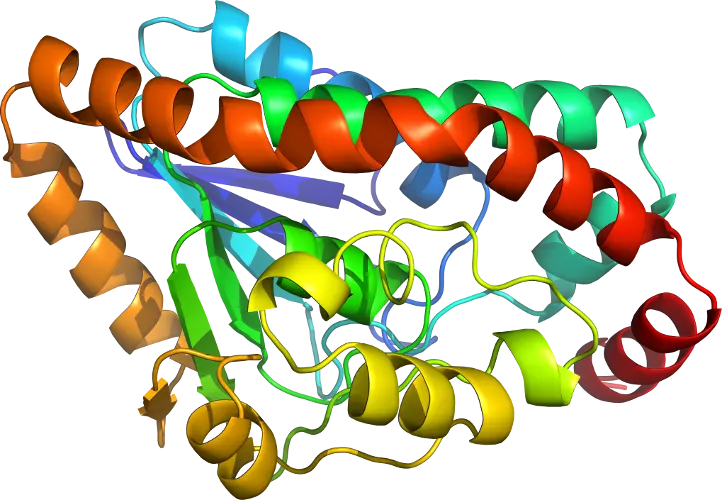 Colorful Protein Structure Model