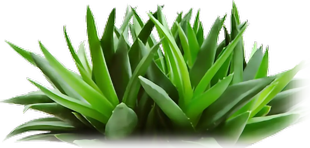 Green Plant with Leaves