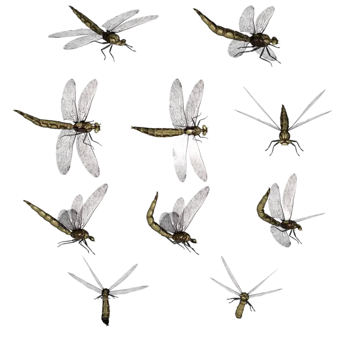 Group of Flying Dragonflies in Nature