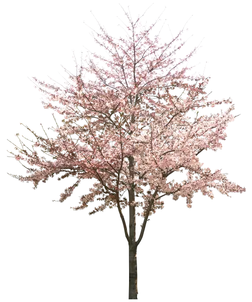 Tall Cherry Blossom Tree with Light Pink Blooms
