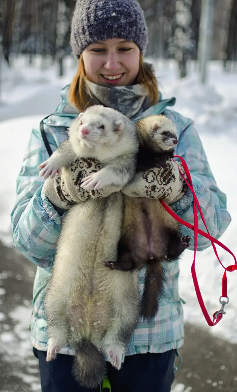 Woman Holding Ferrets