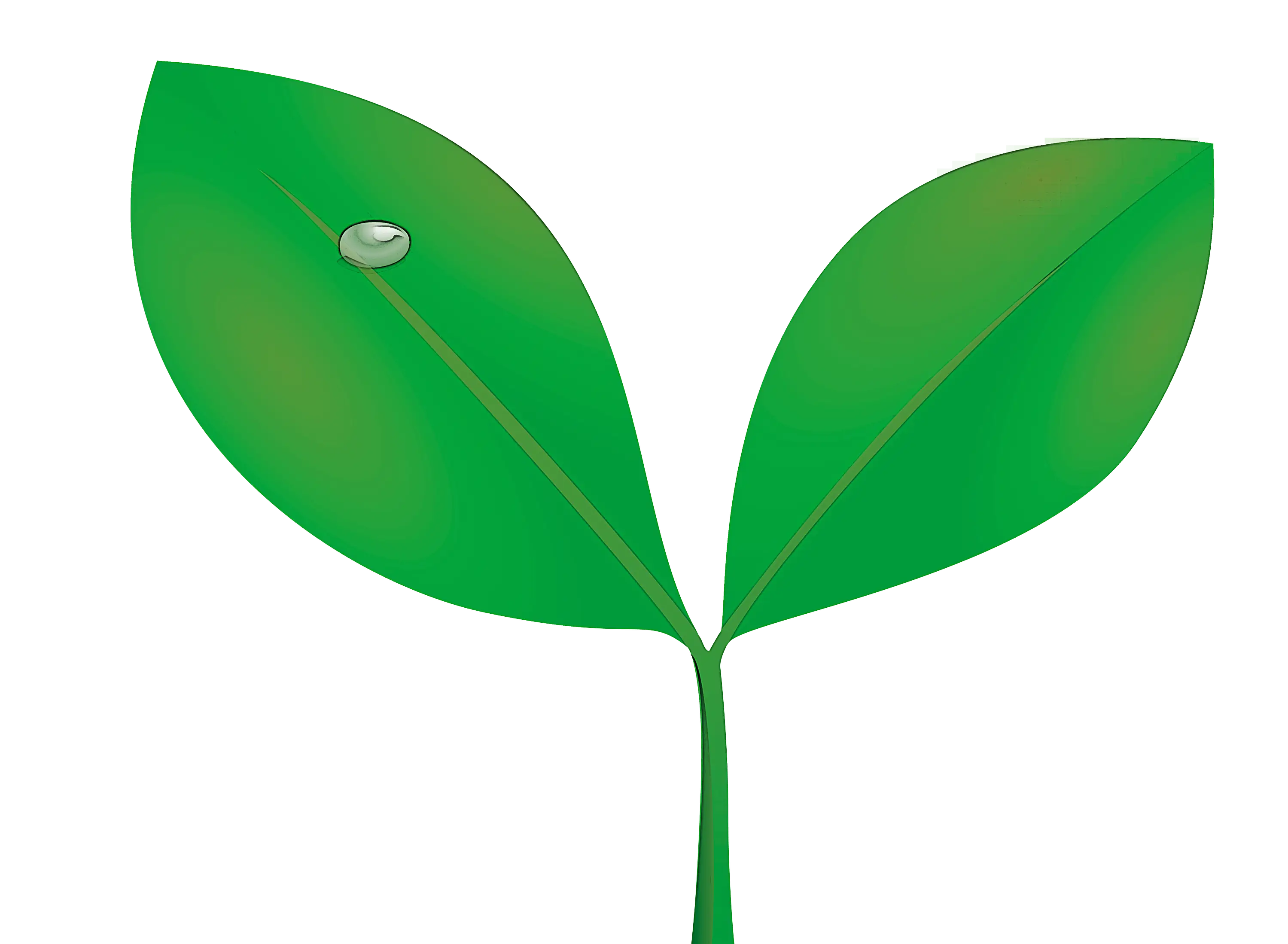 Green Seedling with Water Drop Illustration