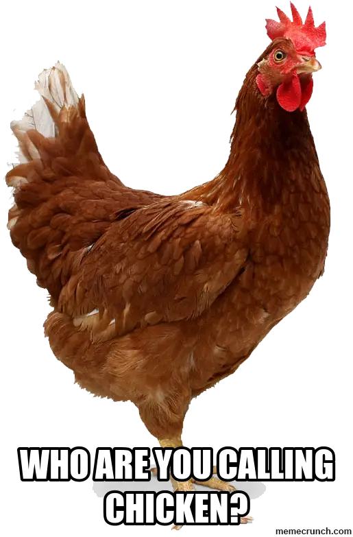 Funny Chicken Meme