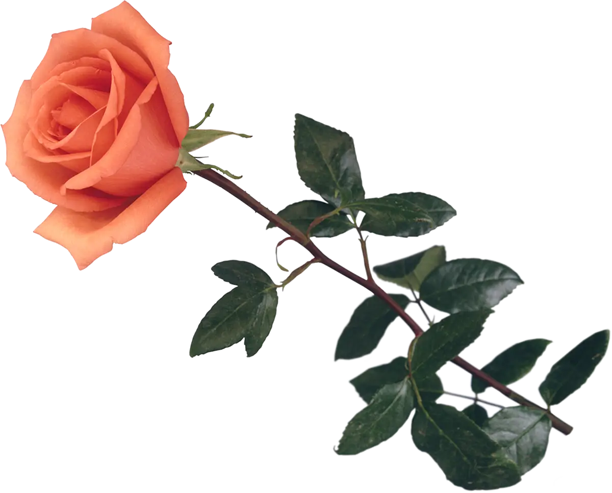 Orange Rose with Green Leaves