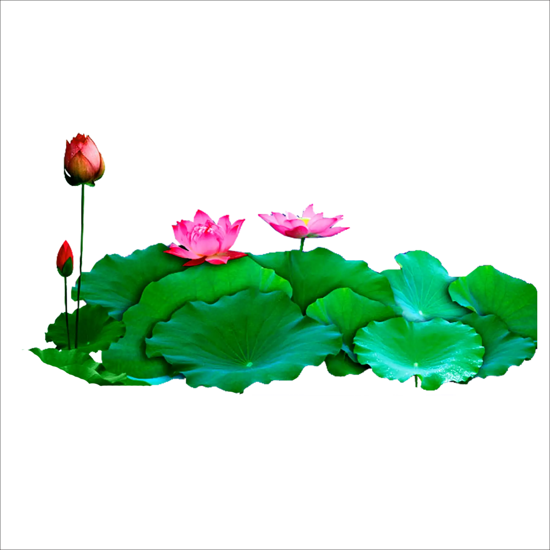 Lotus Flowers Blooming with Green Leaves