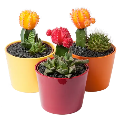 Colorful Potted Cacti