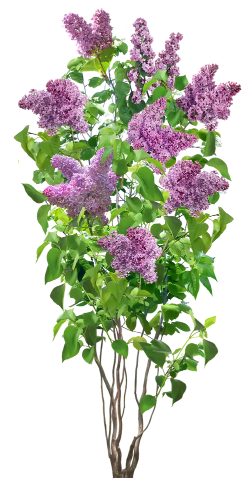 Lilac Flowering Plant