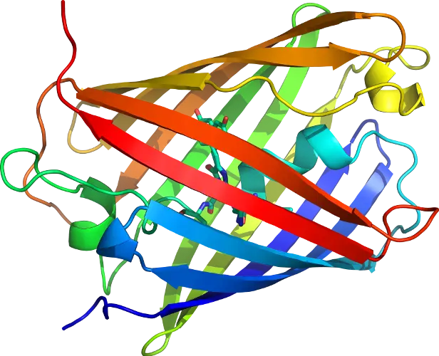 Protein Structure Illustration for Biology Studies