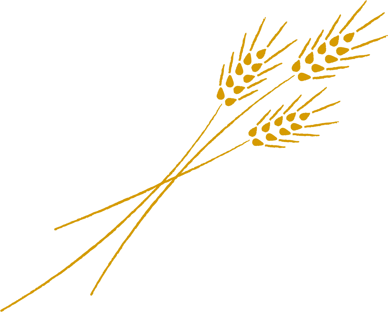 Elegant Wheat Illustration with Golden Stalks