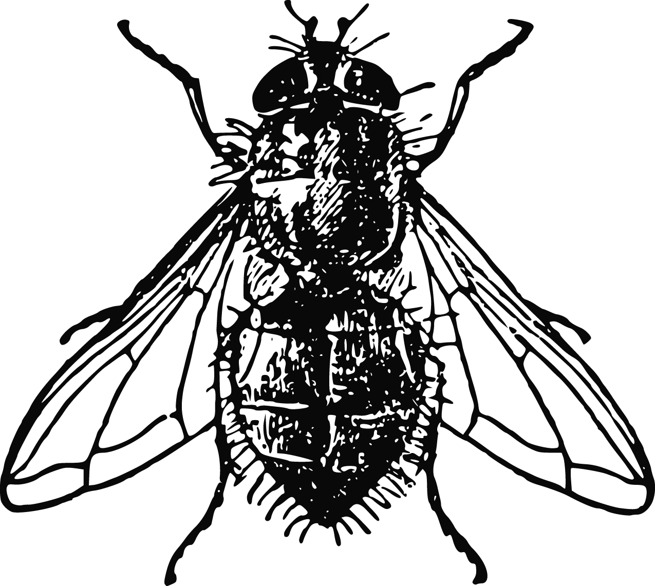 Illustrated Fly Drawing