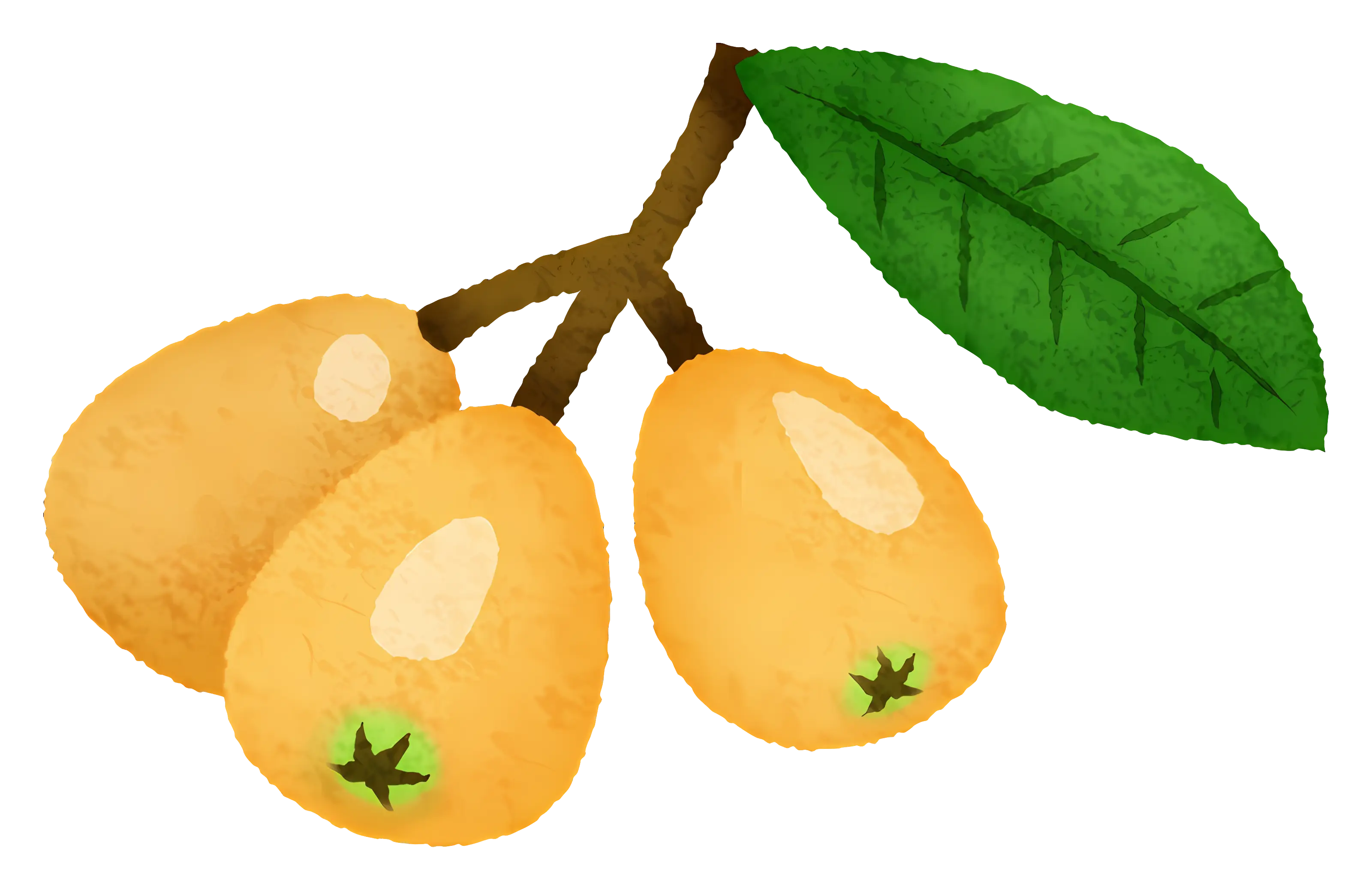 Yellow Fruits on a Branch with Leaf