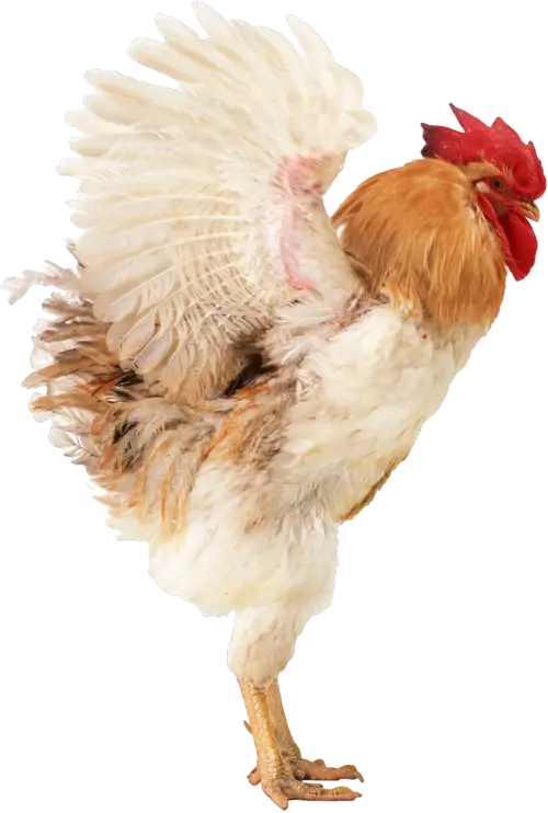White Rooster in Action