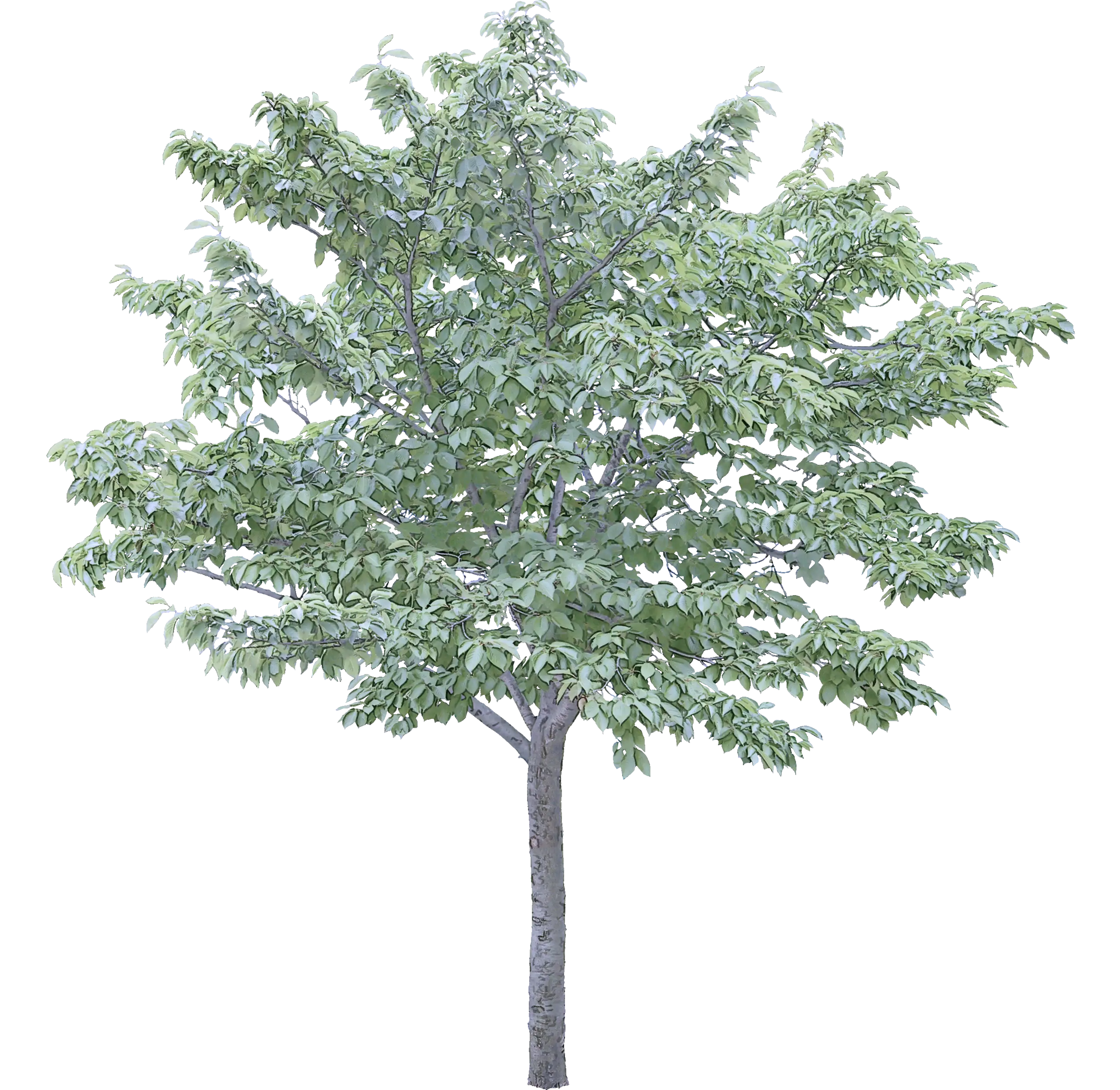 Green Deciduous Tree Illustration