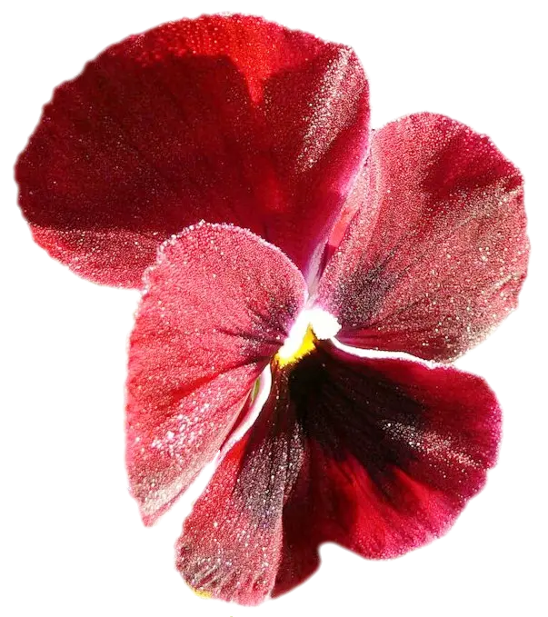 Red Pansy Flower in Bloom