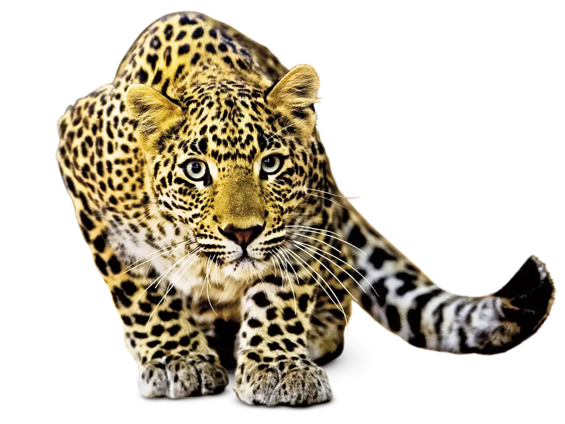Stealthy Leopard Illustration