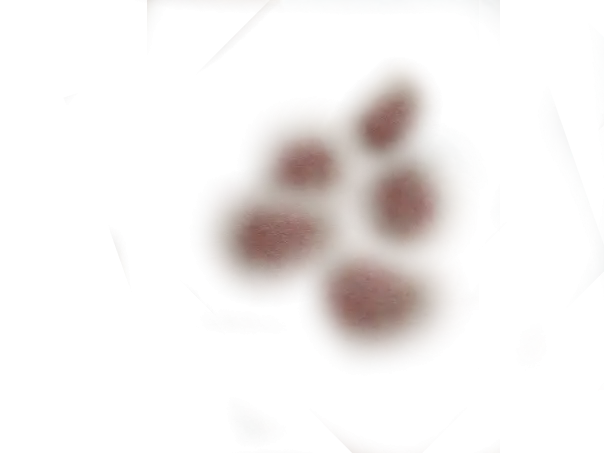 Blurry Paw Print