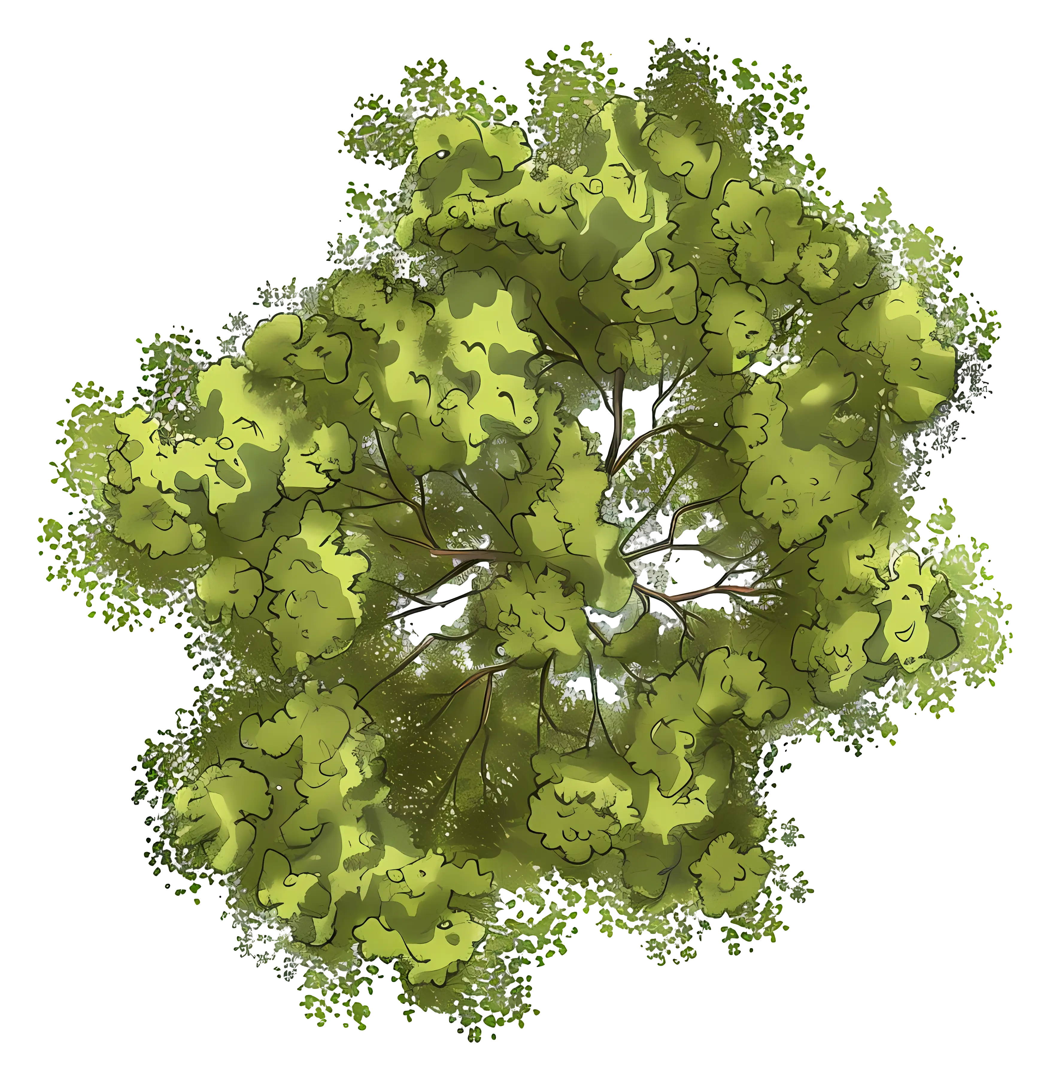 Top View Tree Foliage Illustration