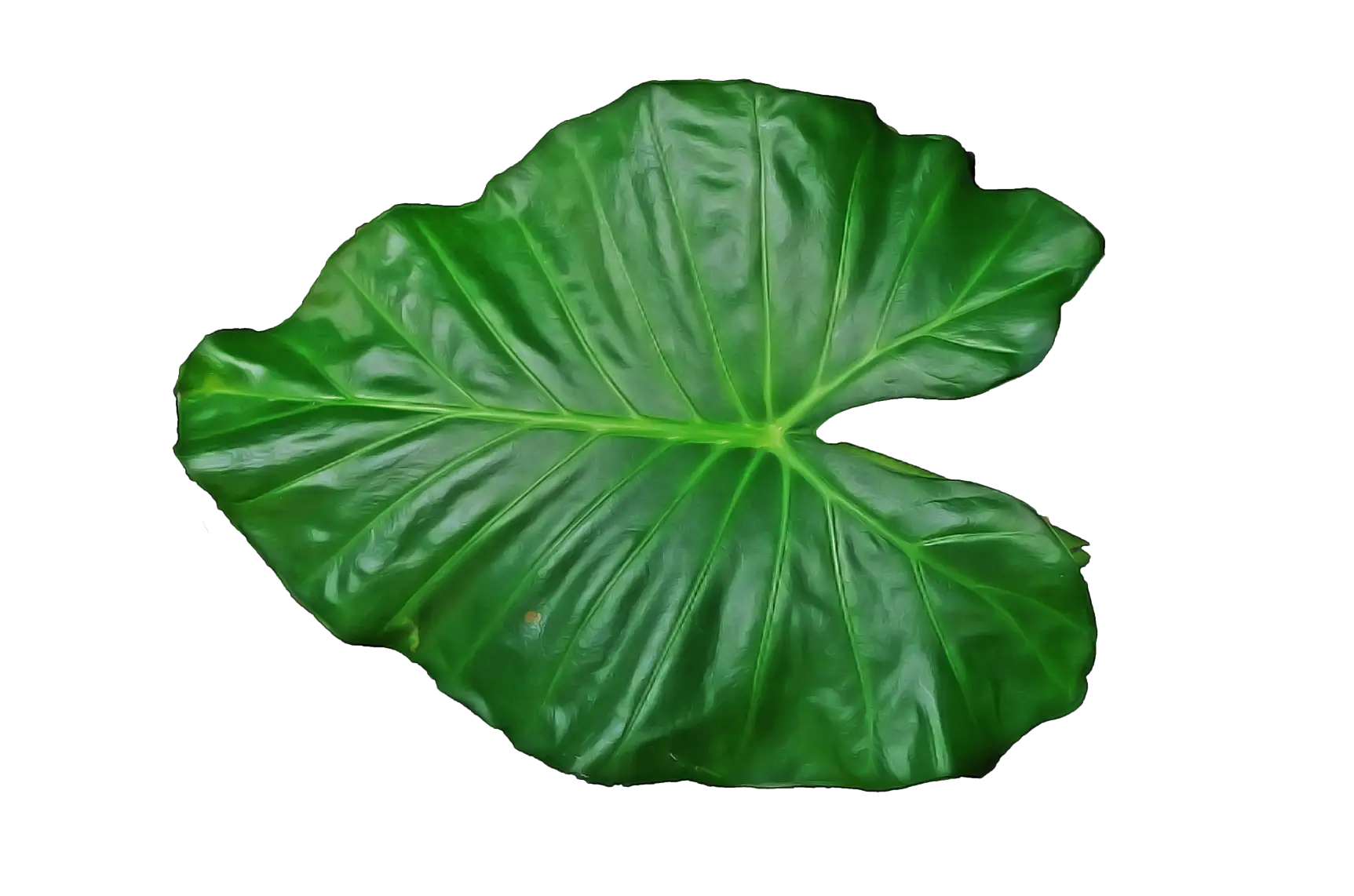 Green Tropical Leaf Illustration