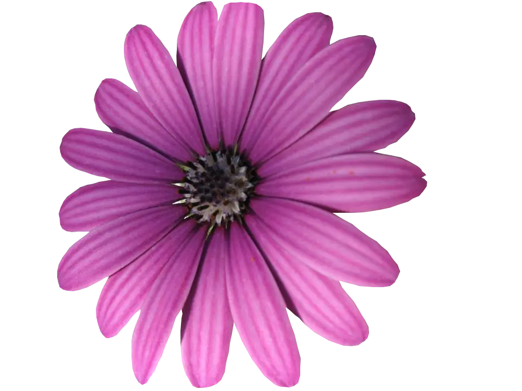 Purple Daisy Flower Bloom