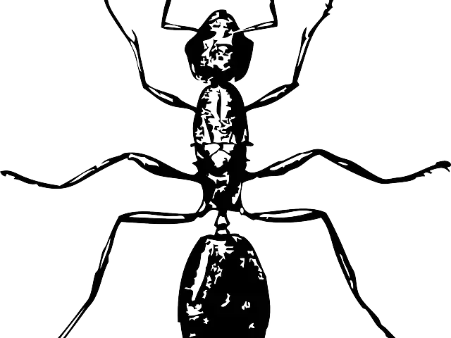 Black Ant Silhouette Illustration