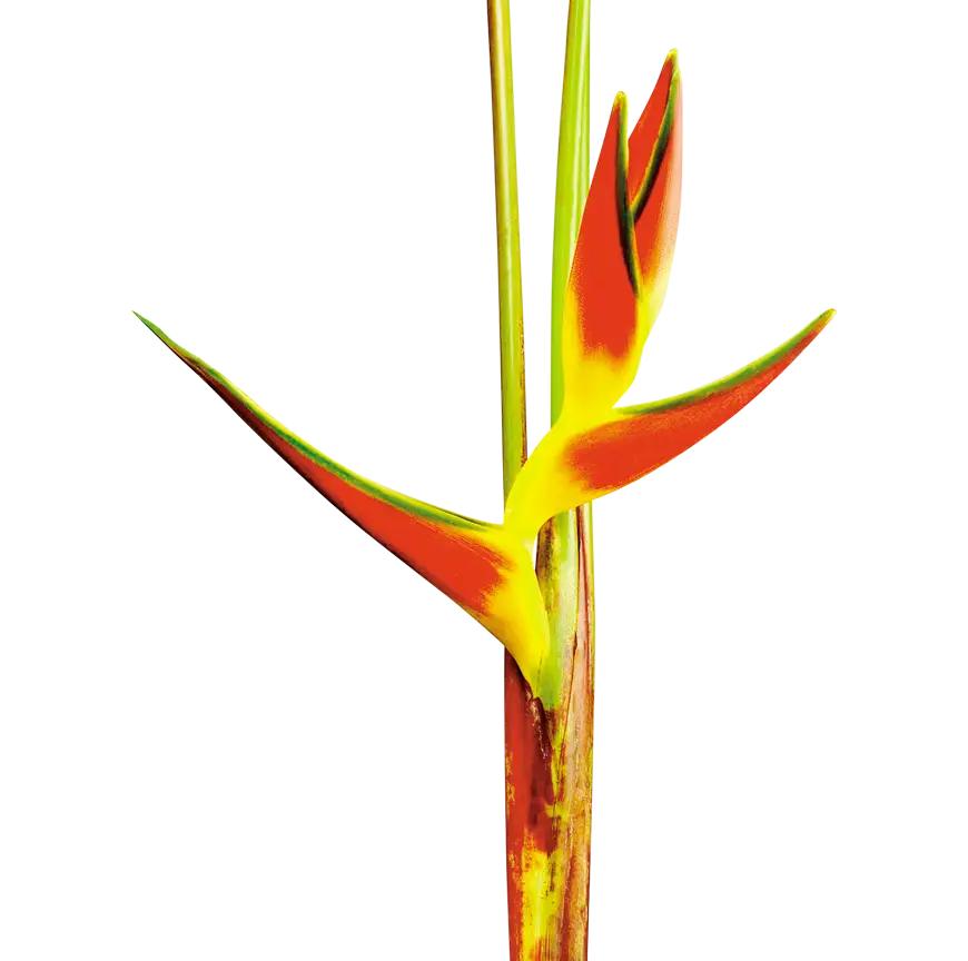 Yellow and Red Tropical Flower
