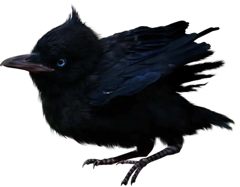 Black Crow with Feather Details