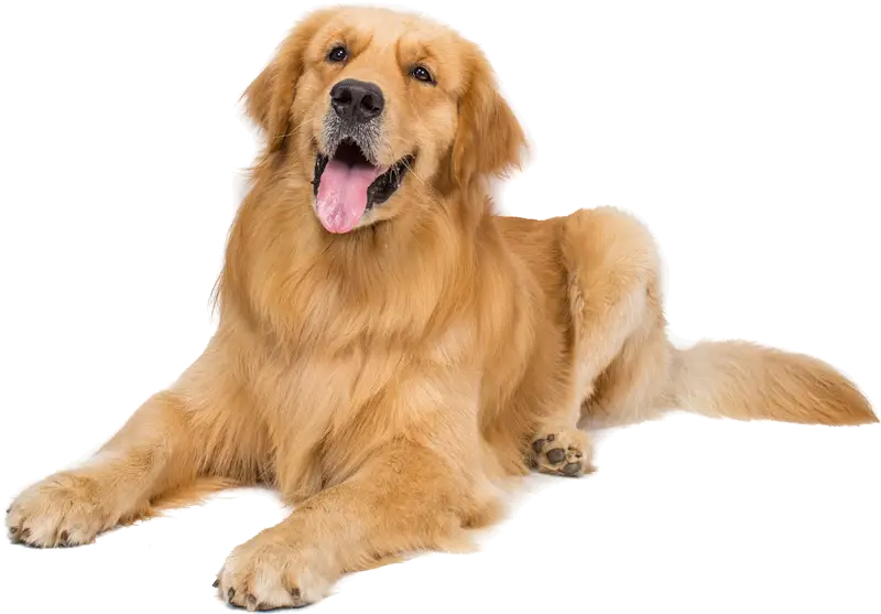 Golden Retriever Relaxing with a Happy Expression